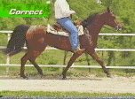 Correct Fox Trot
