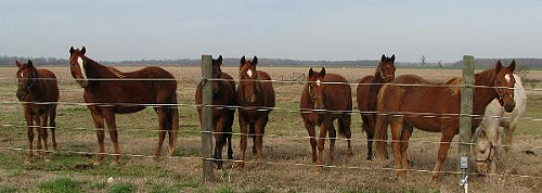 Sullivan Stables